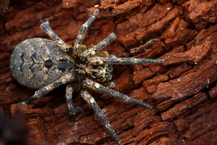 How Do Americans Get Rid Of Spiders?