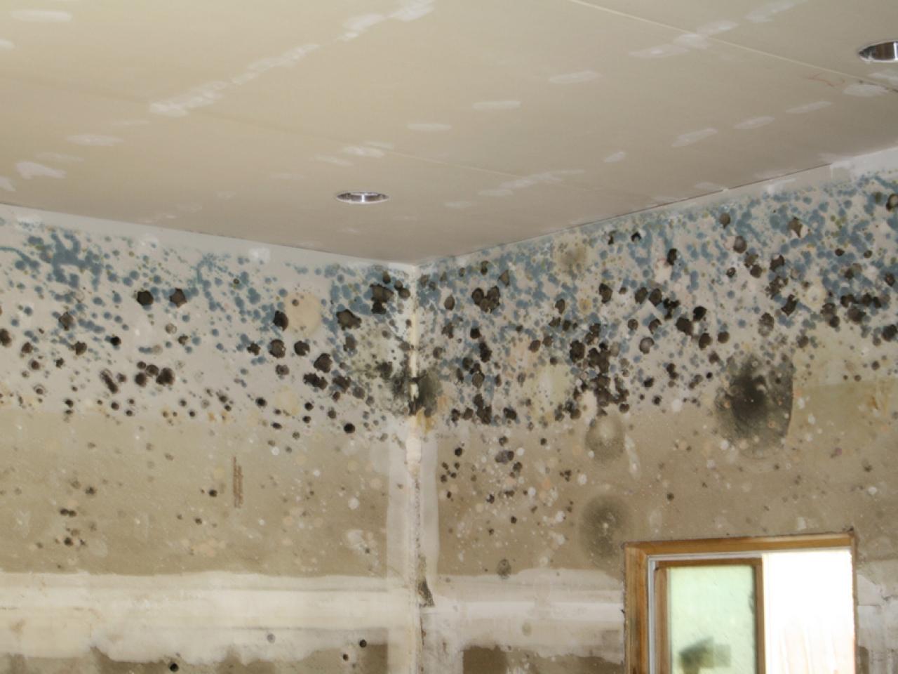 The Dangers Of Having Mold and Mildew In Your Home