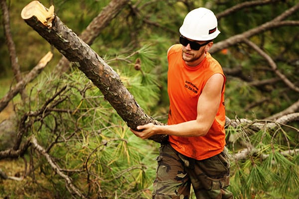 What You Need To Know Before Hiring A Tree Service Company